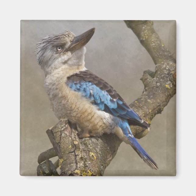 Íman Kookaburra Magnet (Frente)