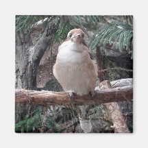 Kookaburra Magnet