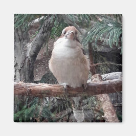 Íman Kookaburra Magnet