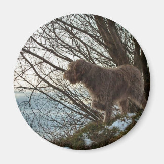 Íman Korthals Griffon - Ponteiro