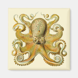 Íman Kraken Antigo, Polvo Gamochonia, Ernst Haeckel
