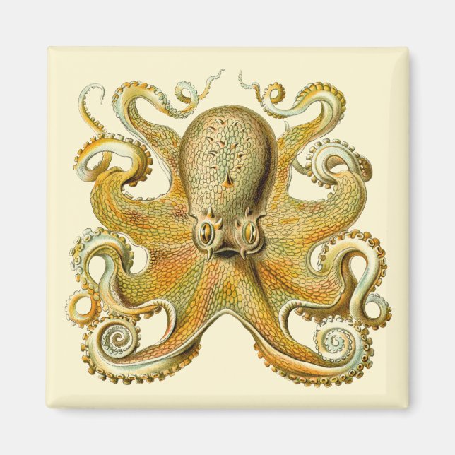 Íman Kraken Vintage, Gamochonia Polvo, Ernst Haeckel (Frente)