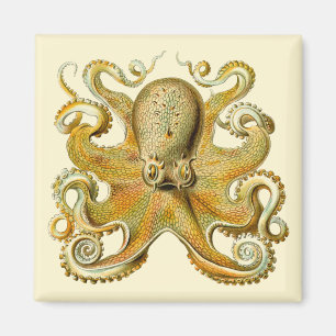 Íman Kraken Vintage, Polvo Gamochonia, Ernst Haeckel