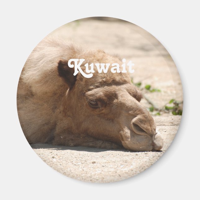 Íman Kuwait Camel (Frente)