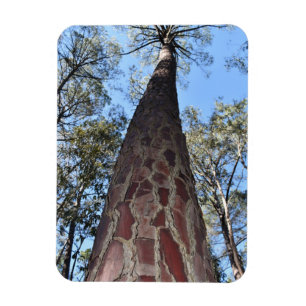 Íman La Gerche Ponderosa Pine Flexible Magnet