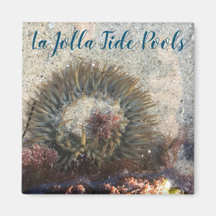 Íman La Jolla Tide Piscina Anemone