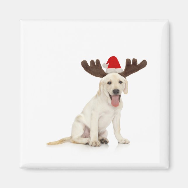 Íman Lab Puppy Vestindo Antlers (Frente)
