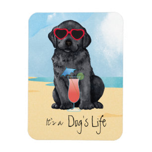 Íman Laboratório Preto de Verão