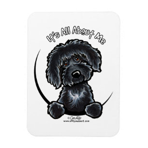 Íman Labradodle preto IAAM