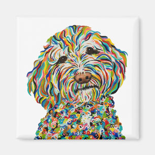 Íman Labradoodle