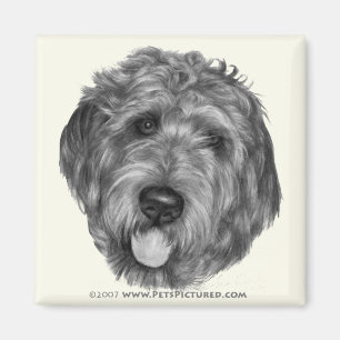 Íman Labradoodle