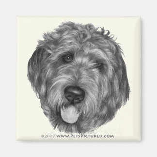Íman Labradoodle