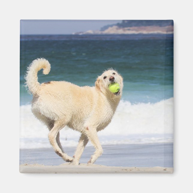 Íman Labradoodle - Feliz Dia na Praia (Frente)