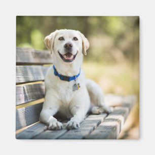 Íman Labrador Amarelo Fica No Banco