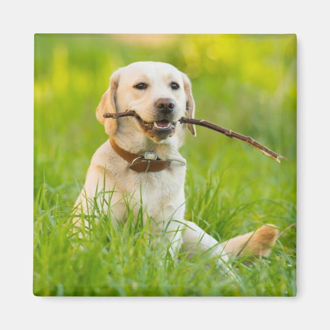 Íman Labrador Amarelo Reproduz Busca Com Stick (Frente)
