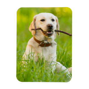 Íman Labrador Amarelo Reproduz Busca Com Stick
