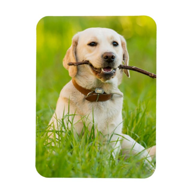 Íman Labrador Amarelo Reproduz Busca Com Stick (Vertical)