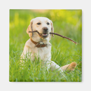 Íman Labrador Amarelo Reproduz Feixe