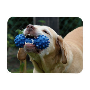 Íman Labrador Amarelo Retriever com brinquedo