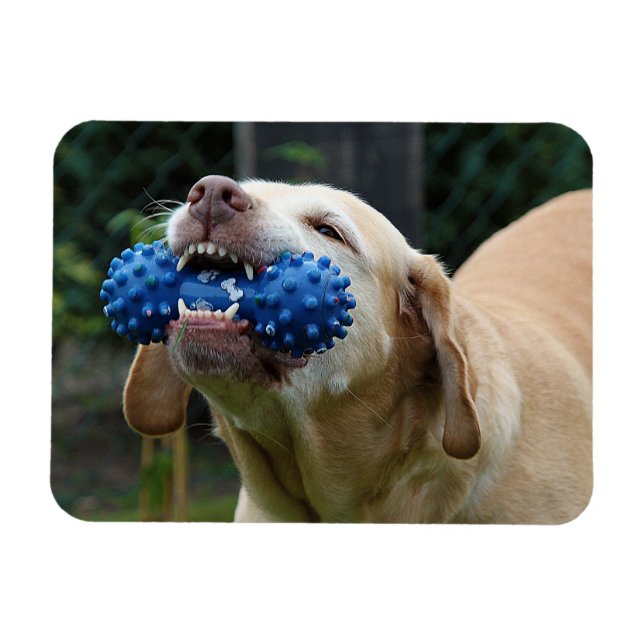 Íman Labrador Amarelo Retriever com Brinquedo (Horizontal)