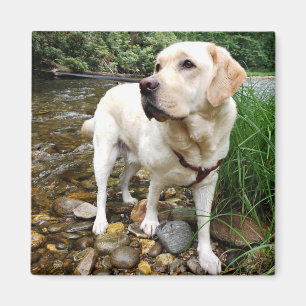 Íman Labrador Amarelo, Retriever, Dose