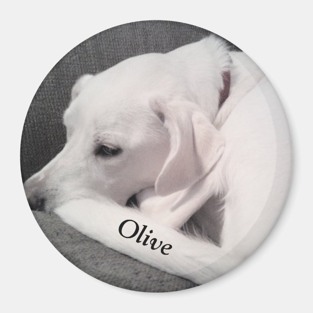 Íman Labrador Branco bonito Mix Cachorro Coloque seu no (Frente)