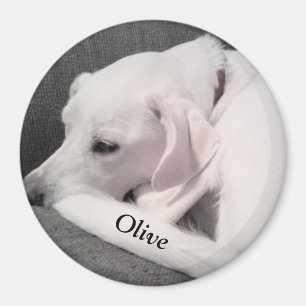 Íman Labrador Branco, Branco, Mix Cachorro, coloque seu