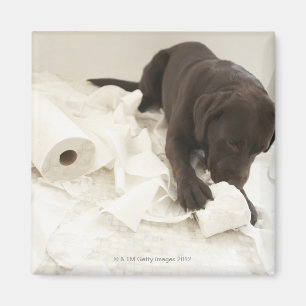 Íman Labrador castanho chocolate