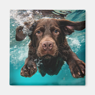 Íman Labrador Chocolate Brincalhão Nadando Submerso