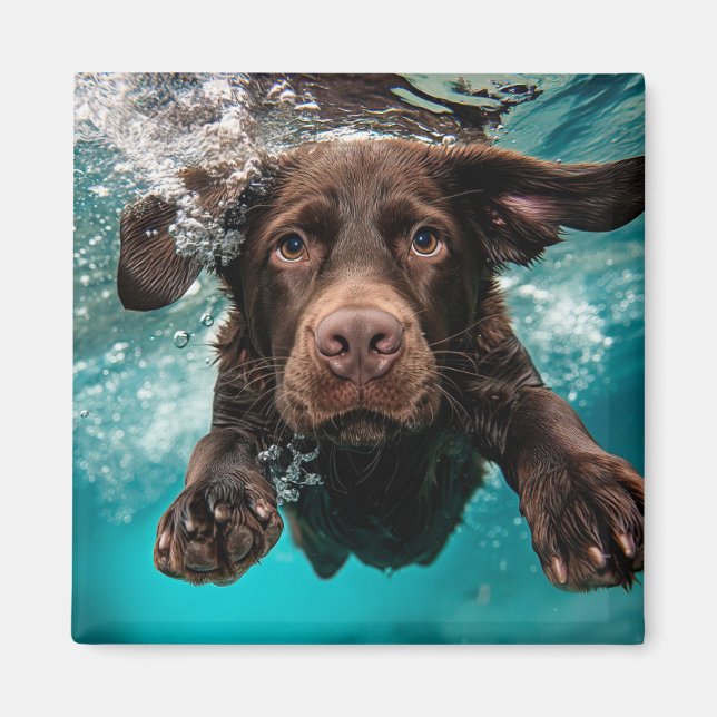 Íman Labrador Chocolate Brincalhão Nadando Submerso (Frente)