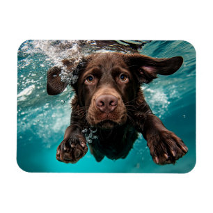 Íman Labrador Chocolate Brincalhão Nadando Submerso