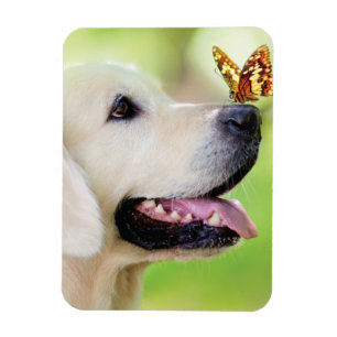 Íman Labrador E Travesseiro decorativo De Borboleta