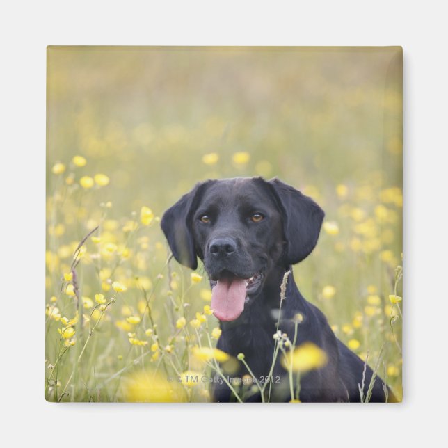 Íman Labrador negro 16 meses (Frente)