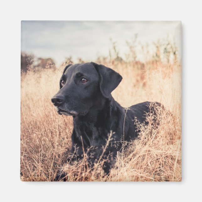 Íman Labrador Negro De Grama Seca (Frente)