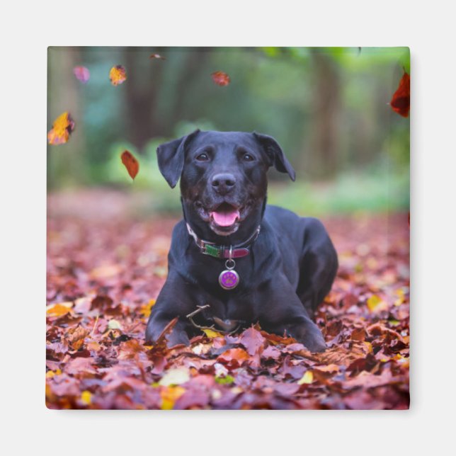 Íman Labrador Negro Em Folhas De outono (Frente)