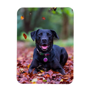 Íman Labrador Negro Em Folhas De outono