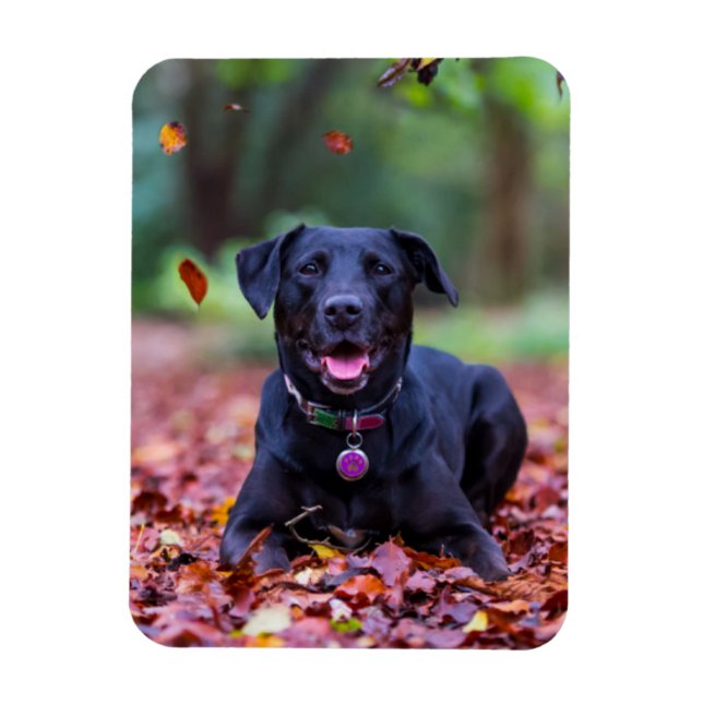 Íman Labrador Negro Em Folhas De outono (Vertical)