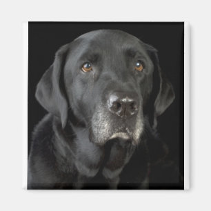 Íman Labrador preto