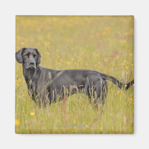 Íman Labrador preto 16 meses 2