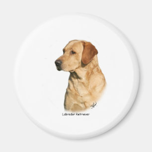 Íman Labrador retriever amarelo