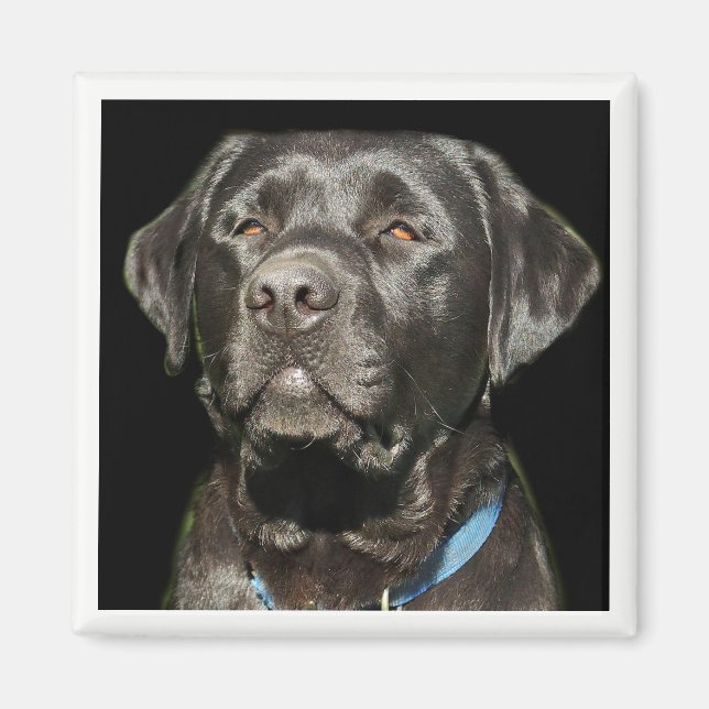 Íman Labrador Retriever Magnet (Frente)