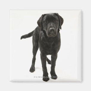 Íman Labrador retriever preto