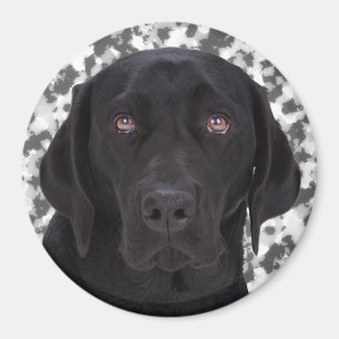 Íman Labrador retriever preto