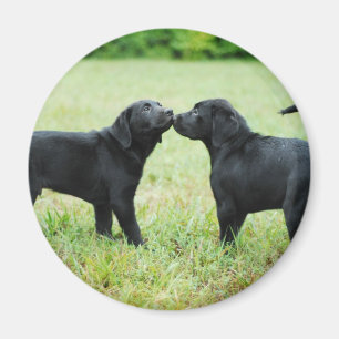 Íman Labrador retriever preto