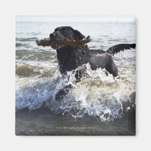 Íman Labrador retriever preto que funciona através do