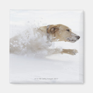 Íman Labrador retriever que funciona através da neve