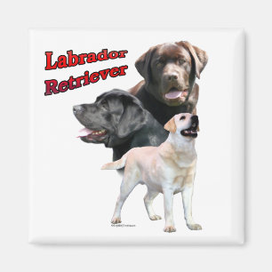Íman Labrador Retriever Trio 2 - Magnet