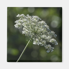 Íman Lace White Wildflower Magnet da Rainha Anne