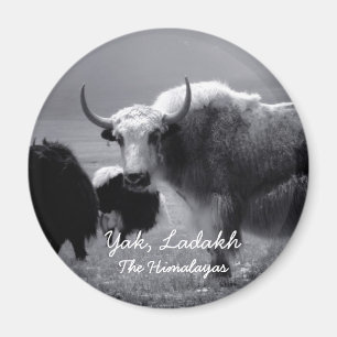 Íman Ladakh, os Himalayas, iaques II (ímã)