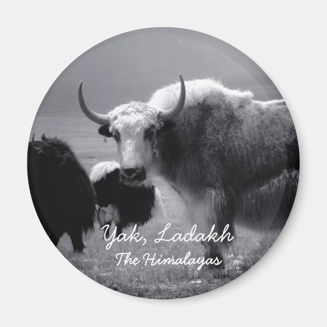 Íman Ladakh, The Himalayas, Yak II (Magnet) (Frente)